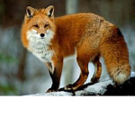 STRONG ANIMALS