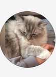 Kitty group is cutee