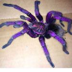 Slim Spider Studios