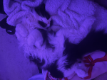 purpule