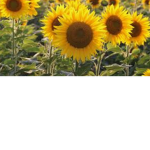 (:**~The Sunflowers~*:)
