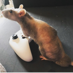 rats life (cheese for life)