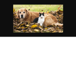 que les chien et chat et pas d'autre animaux