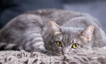 my cat rockys group