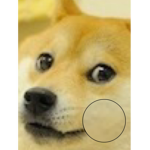 doge fan culb