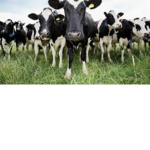 Moo moo goes cow