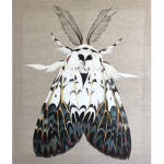 |*- moths -*|