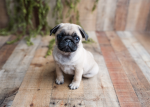 Dog lovers group anyone can join