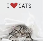 meow meow me love cats