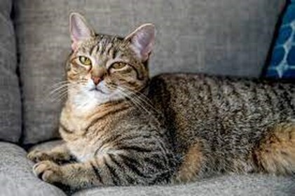 Npcs are becoming smart cat ending