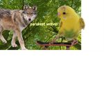 Parakeet Wolves