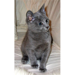Blue my Epic cat