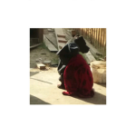 Ay chihuahua!!!!!