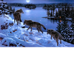 Sh@dow Wolves