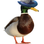 The duck’s ت