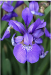 Hopeful flowers