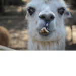 Lama City group
