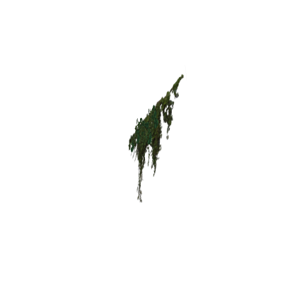 Plant on Wall