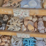 . ˚ ❀ . ✧༉˚ .