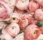 -FlowerXFields-