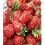 Strawberry__..squad