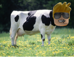 Cows are better