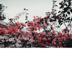 dry grass
