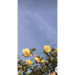 XxSimply_DandelionsXx