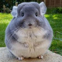 Chinhilla Obby