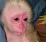 Crying monkey games