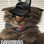 Cat Bandits