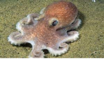 octo army/clothing
