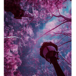 Enchantical Seasons