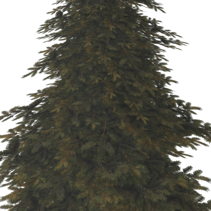 Realistic Forest Tree