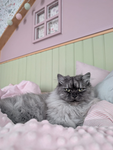 Super Cat Flic