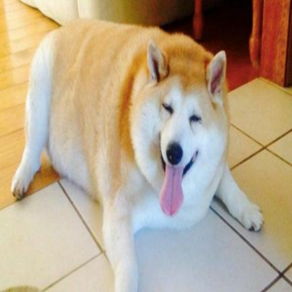 Fat Dog Roblox decal