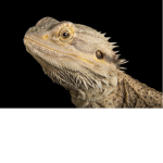 A Lizard school