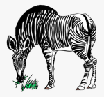 Burchell's Zebra