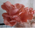 Pink mushroom cult