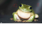 Loves frogs