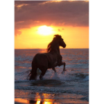 -*HORSES FOR LIFE*-