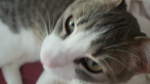 Cat team G.O.A.T