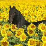 *+Sunshine Stables+*