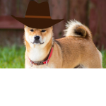 doggo training group