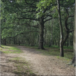 The Vomit United Forest
