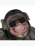 CRAZY MONKEY?