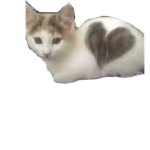 The Cute Cat Club :3