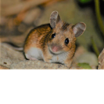 Mouse Studio!