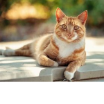 kitten_10009