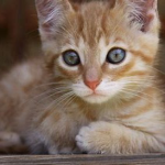 The Unofficial Warrior Cats Fan group